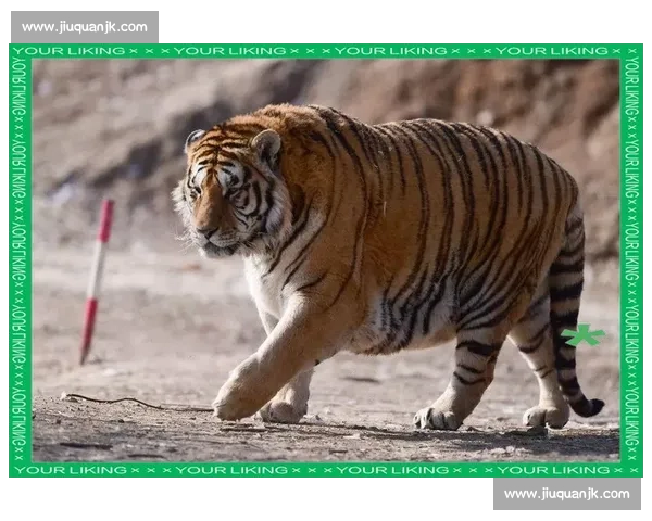 东北虎栖息地保护与恢复的挑战及未来发展方向探讨